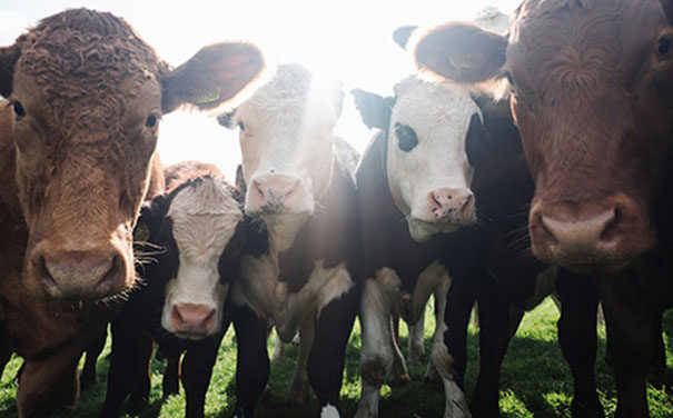 Australian Country Choice COVID-19 Support