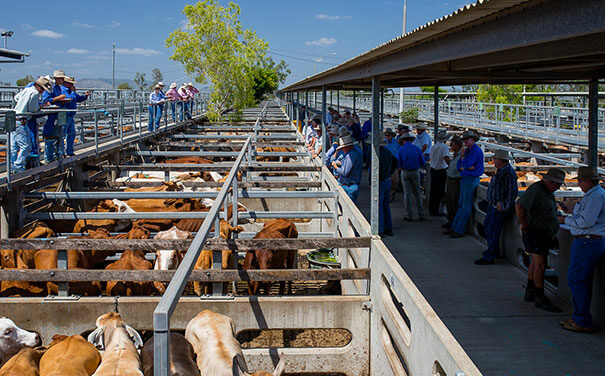 Disease Outbreak Management support for AMPC