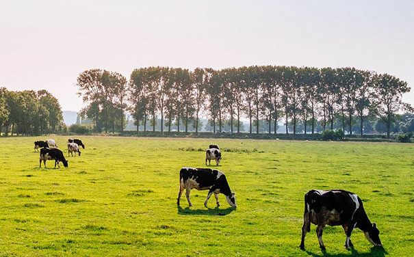 COVID-19 support to HW Greenham & Sons