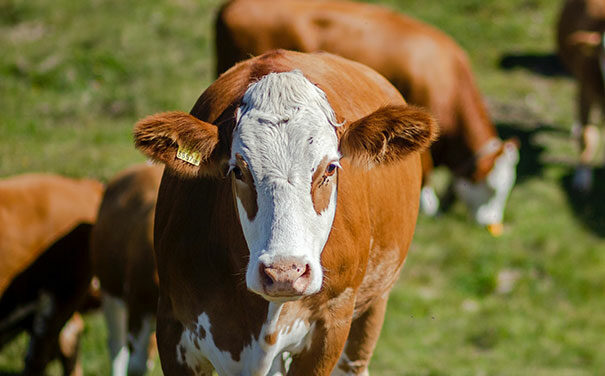 COVID-19 support for MC Herd Meat Processor